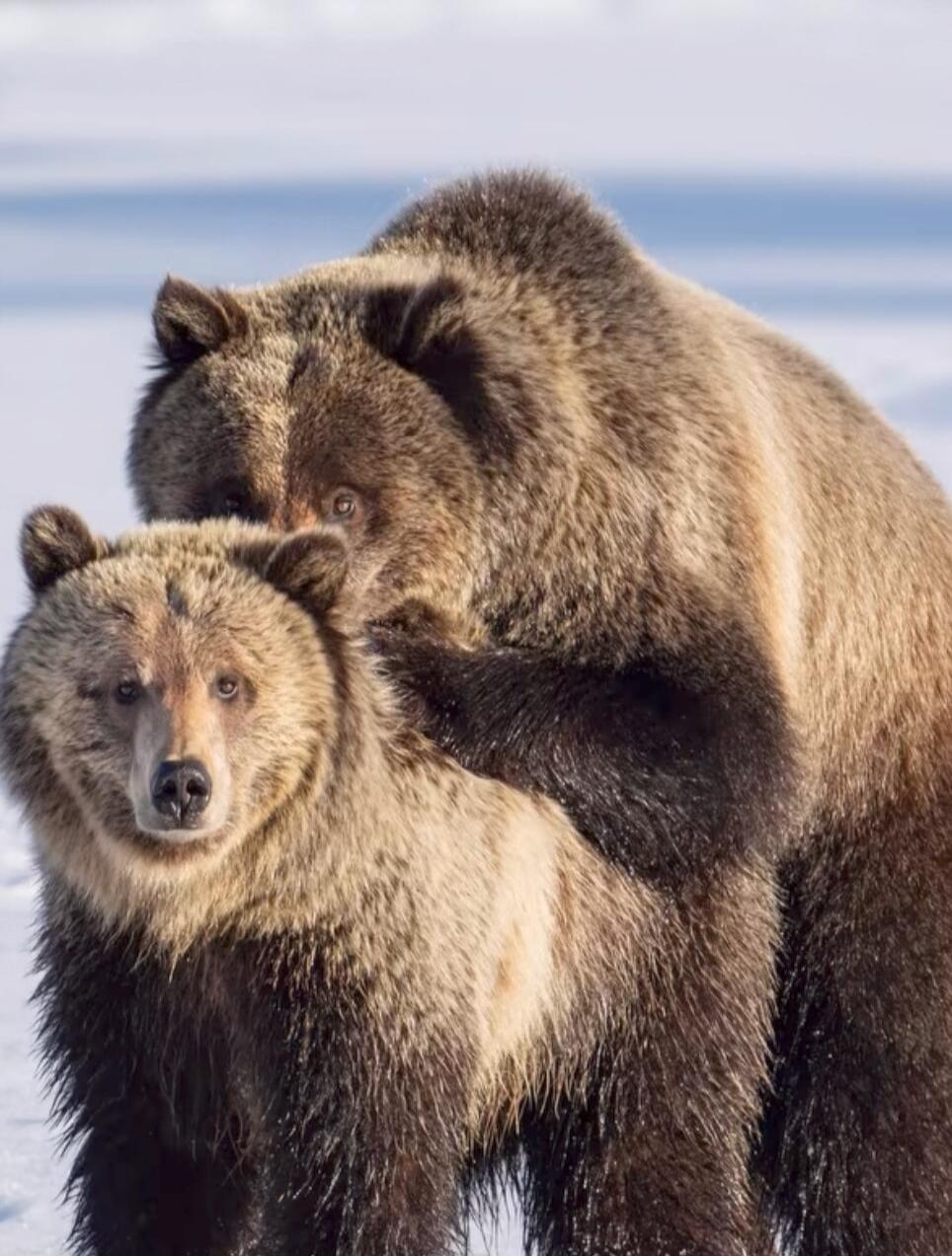 Two grizzly bears in the snow.