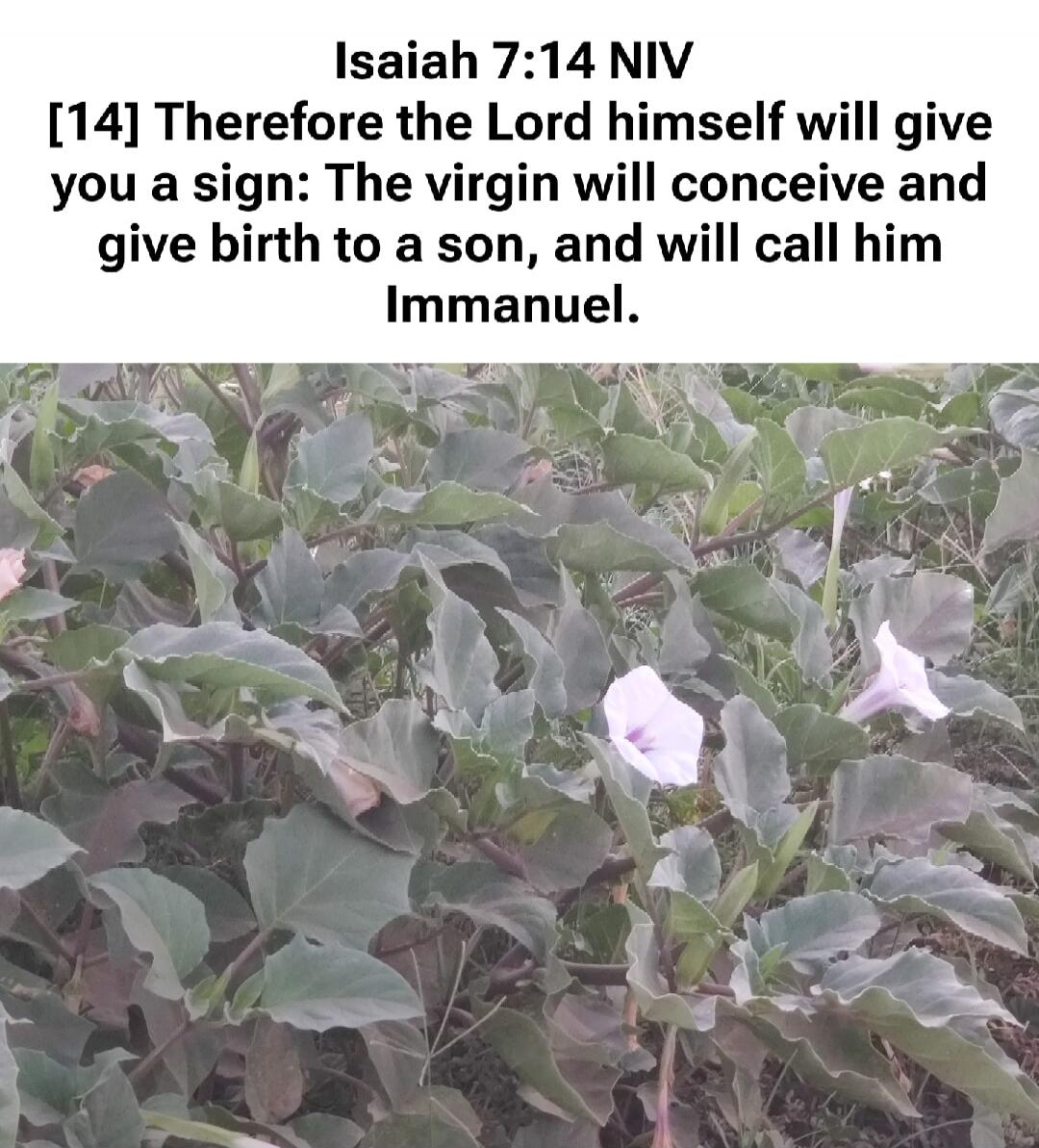 Isaiah 7:14 NIV [14] Therefore the Lord himself will give you a sign: The virgin will conceive and give birth to a son, and will call him Immanuel.