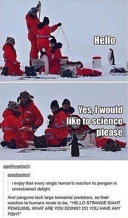 agalfeygelach roachpatral i enjoy that every single humans reaction to penguin is unrestrained delight And penguins lack large terrestrial predators 5o their reaction to humans tands to be HELLO STRANGE GIANT PENGUINS WHAT ARE YOU DOING DO YOU HAVE ANY FISH