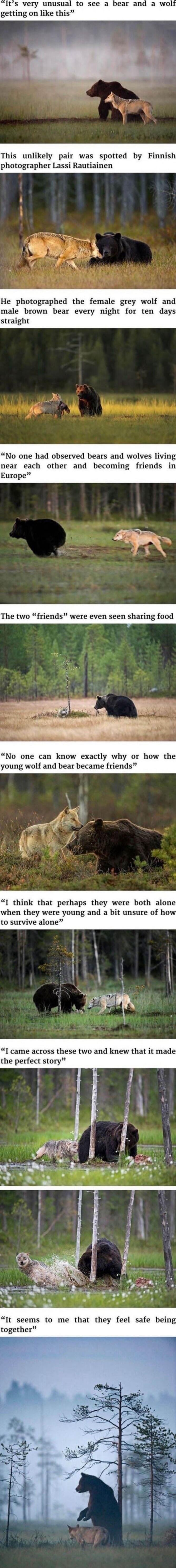It's very unusual to see a bear and a wolf getting on like this. This unlikely pair was spotted by Finnish photographer Lassi Rautiainen. He photographed the female grey wolf and male brown bear every night for ten days straight. No one had observed bears and wolves living near each other and becoming friends in Europe. The two 
