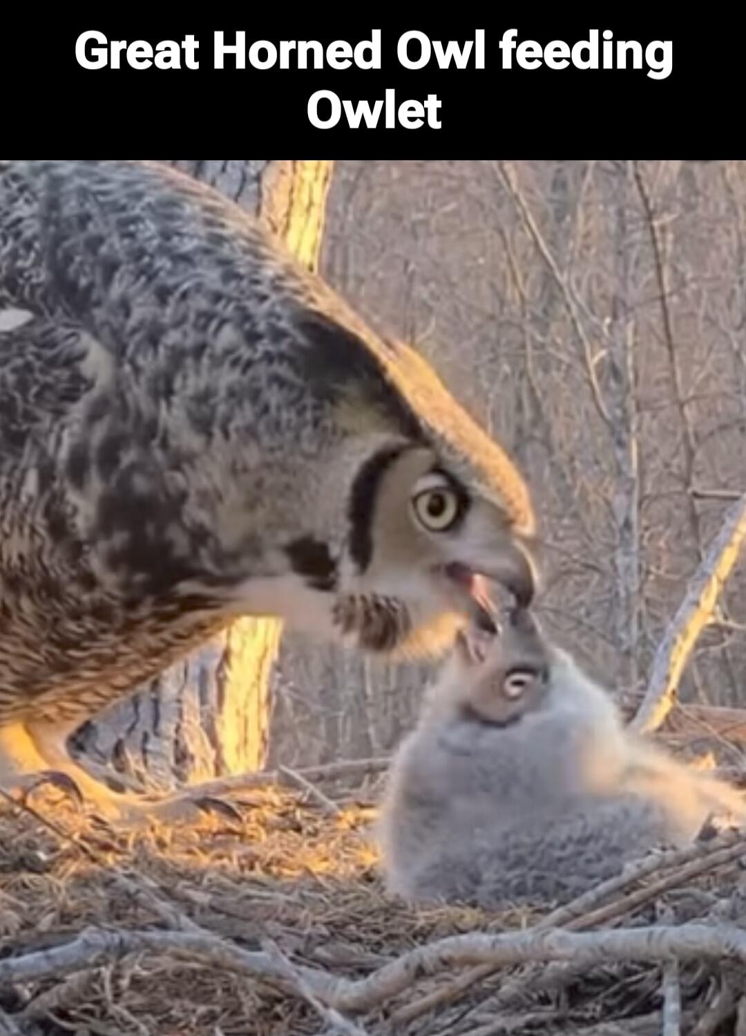 Great Horned Owl feeding Owlet