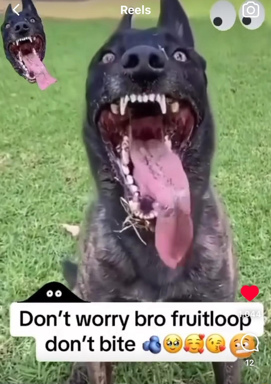 Dont worry bro fruitloop 72 dont bite l