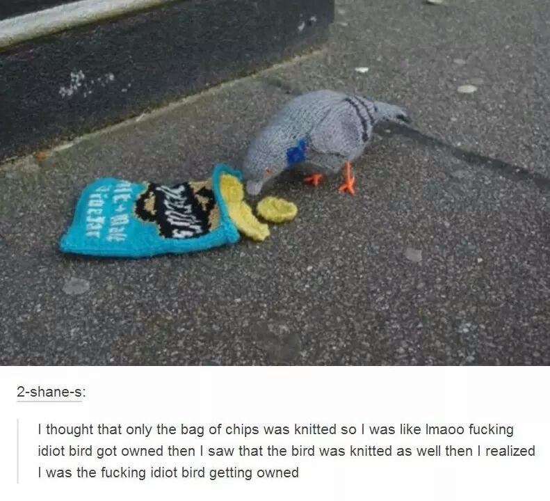 2 shane s thought that only the bag of chips was knitted so was like Imaoo fucking idiot bird got owned then saw that the bird was knitted as well then realized was the fucking idiot bird getting owned