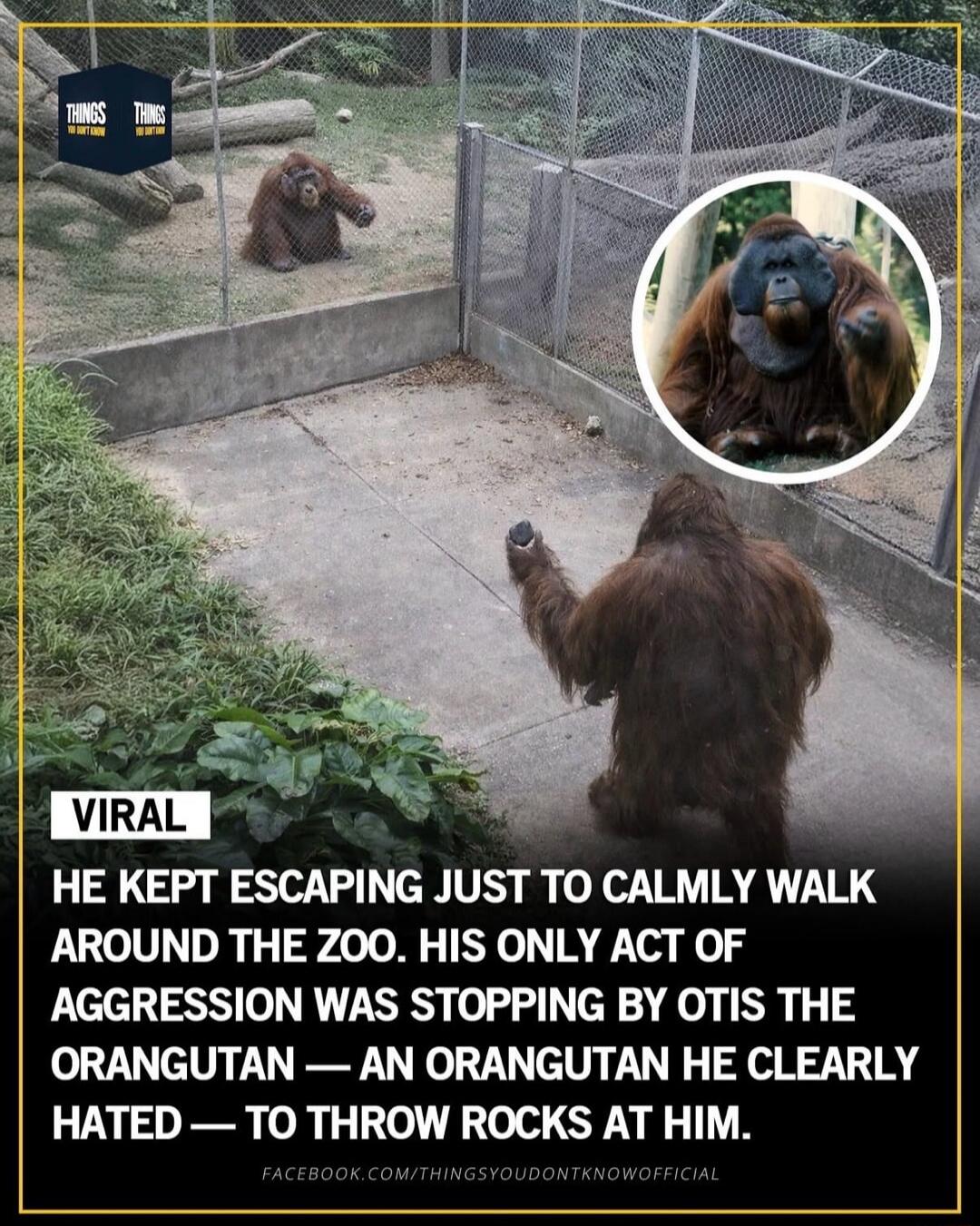 THINGS YOU DON'T KNOW. VIRAL. HE KEPT ESCAPING JUST TO CALMLY WALK AROUND THE ZOO. HIS ONLY ACT OF AGGRESSION WAS STOPPING BY OTIS THE ORANGUTAN — AN ORANGUTAN HE CLEARLY HATED — TO THROW ROCKS AT HIM.
