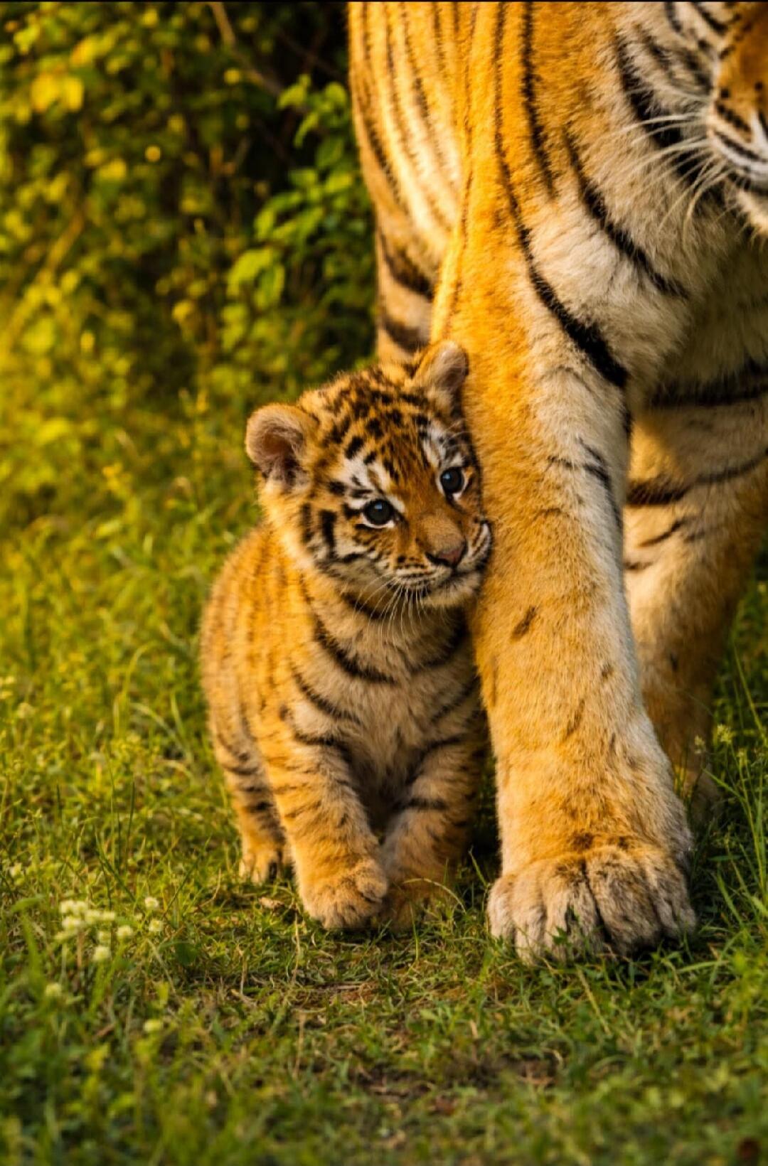 A cute tiger cub is hiding behind its mother's leg, looking shyly at the camera.