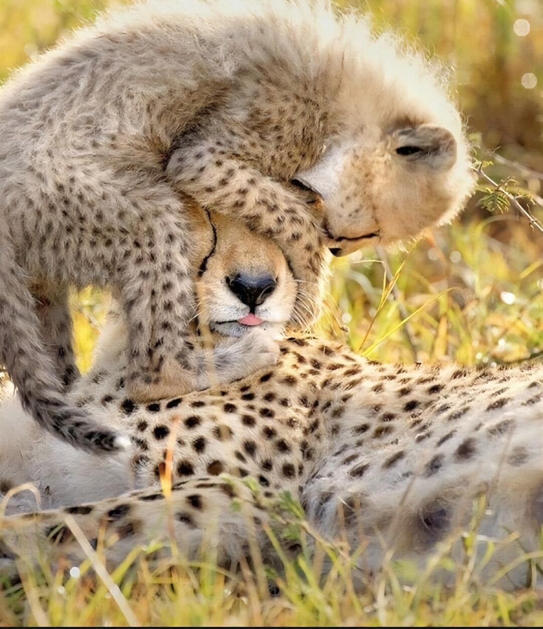 A cheetah cub playfully covers its mother's eyes with its paws, while the mother cheetah sticks her tongue out.