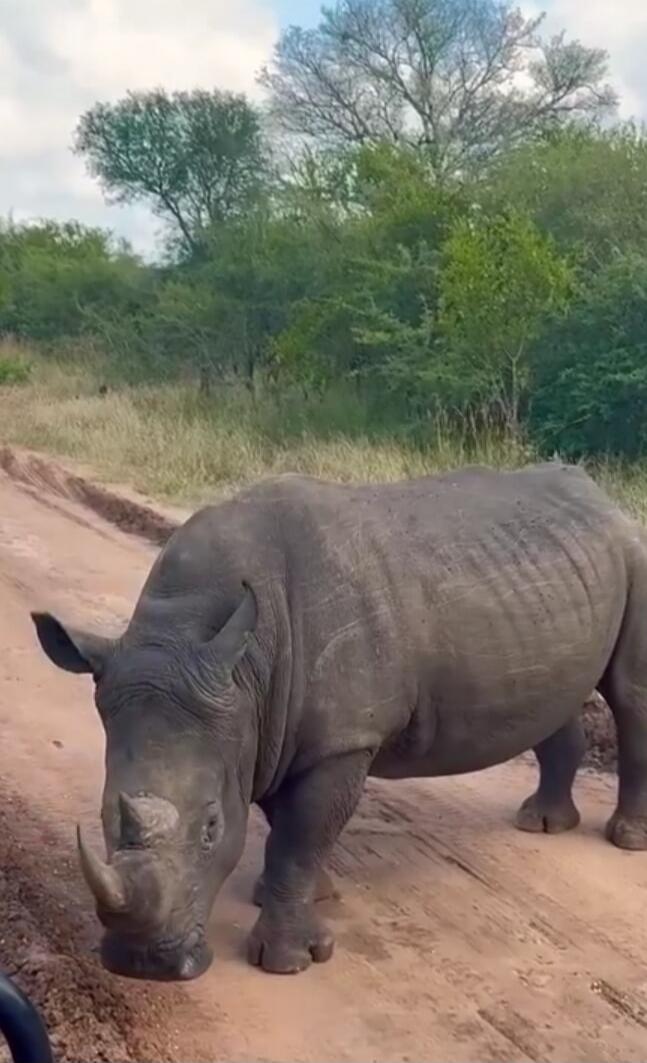 A rhinoceros standing on a dirt road.