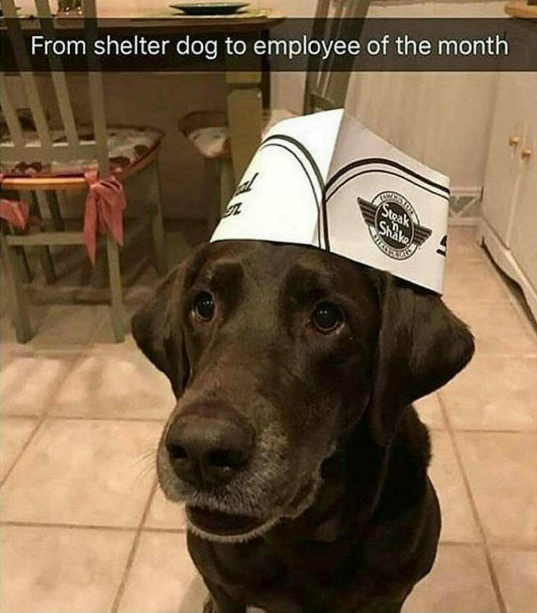 A RS 20 SN S From shelter dog to employee of the month I