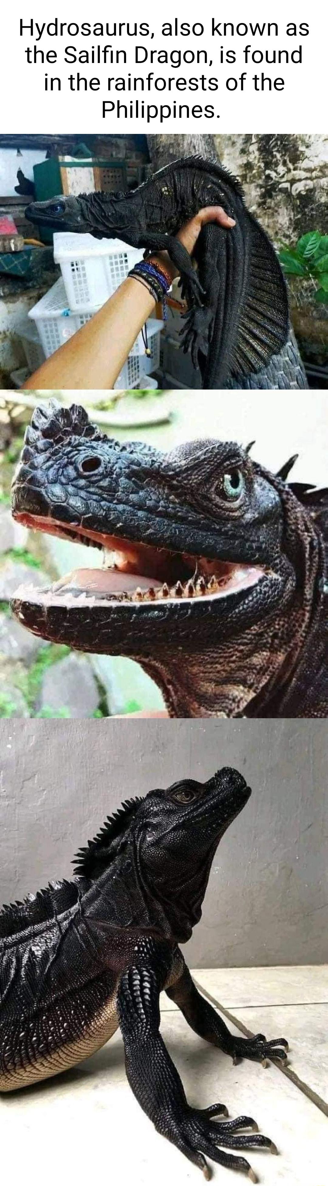 Hydrosaurus also known as the Sailfin Dragon is found in the rainforests of the Philippines