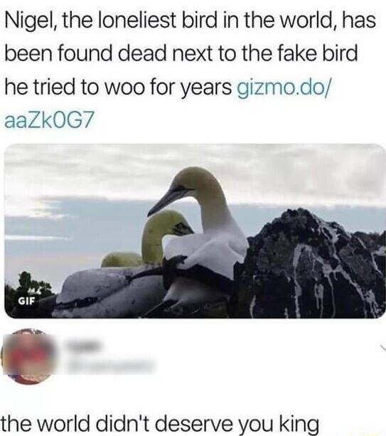 Gizmodo Gizmodo Nigel the loneliest bird in the world has been found dead next to the fake bird he tried to woo for years gizmodo aaZk0G7 the world didnt deserve you king