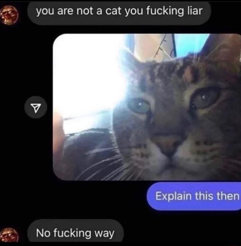 you are not a cat you fucking liar No fucking way