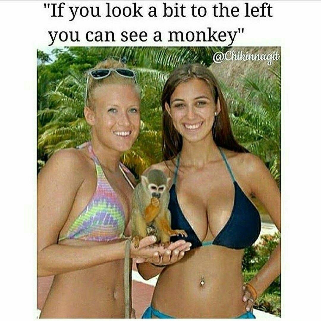 If you look a bit to the left you can see a monkey y