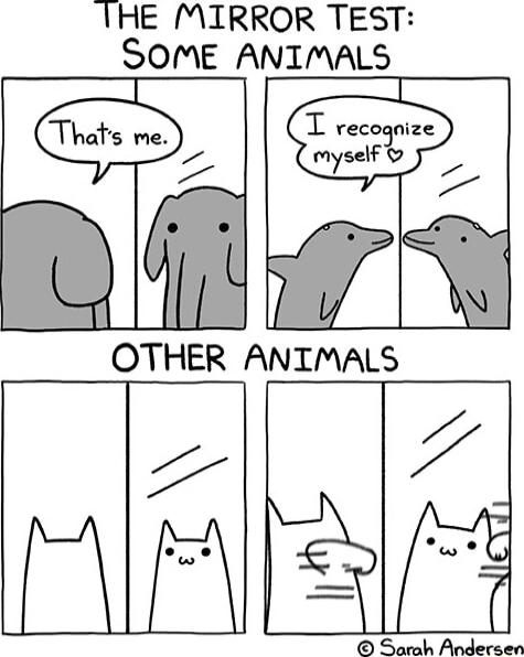 IHE MIRROR TEST SOME ANIMALS T recogaiz OTHER ANIMALS FR Sarah Andersen