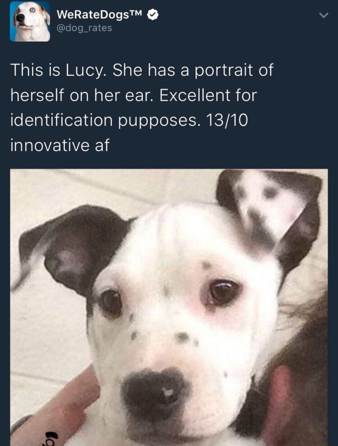 WeRateDogs This is Lucy She has a portrait of herself on her ear Excellent for identification pupposes 1310 innovative af