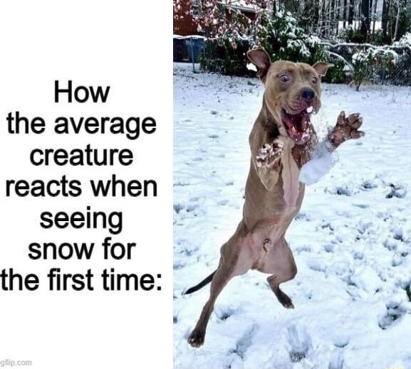 How the average creature reacts when seeing snow for the first time
