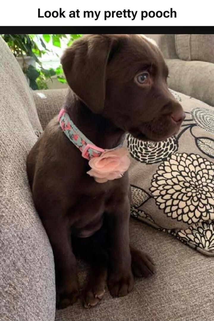 Look at my pretty pooch