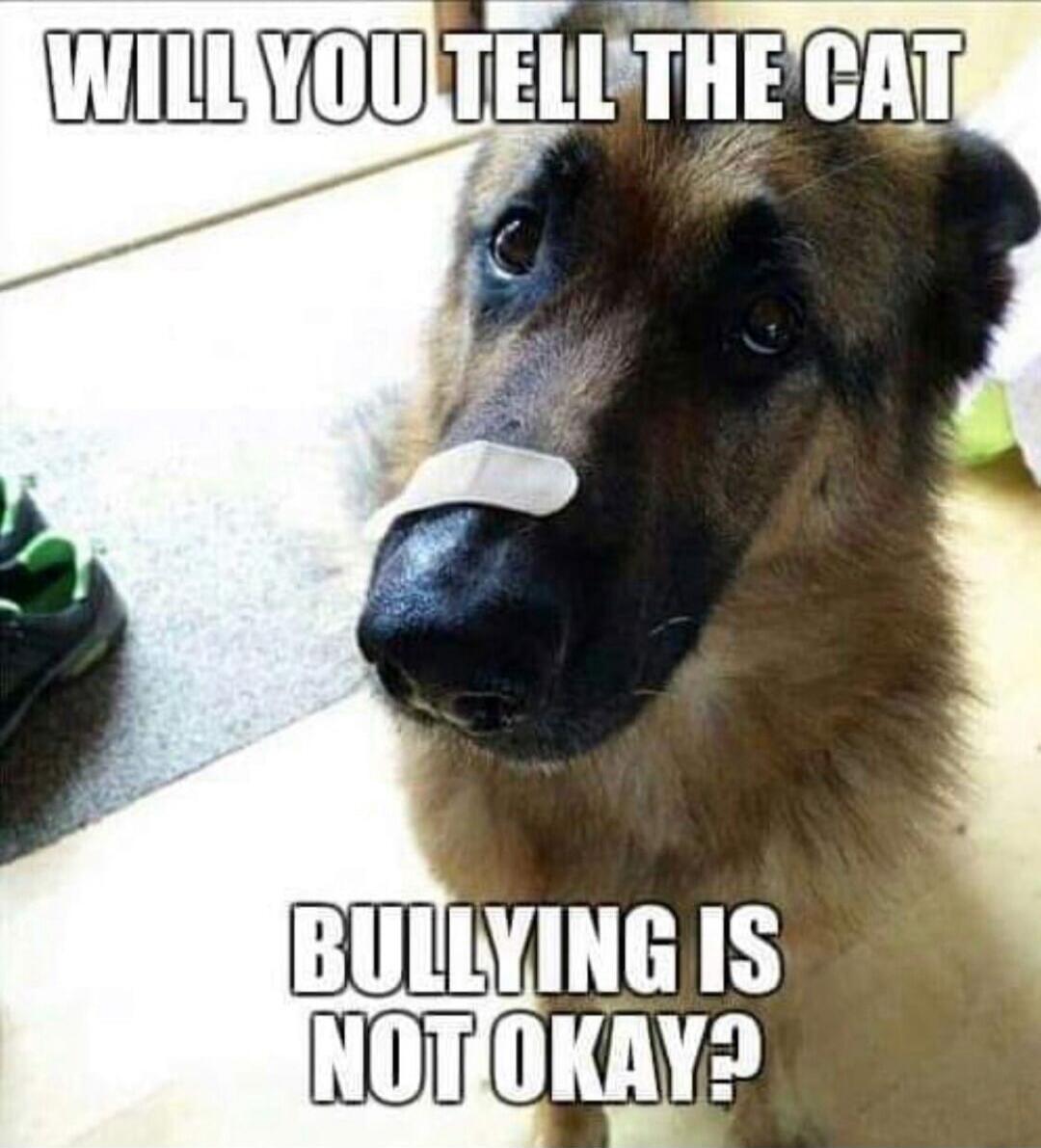 WILL YOU TELL THE CAT BULLYING IS NOT OKAY?
