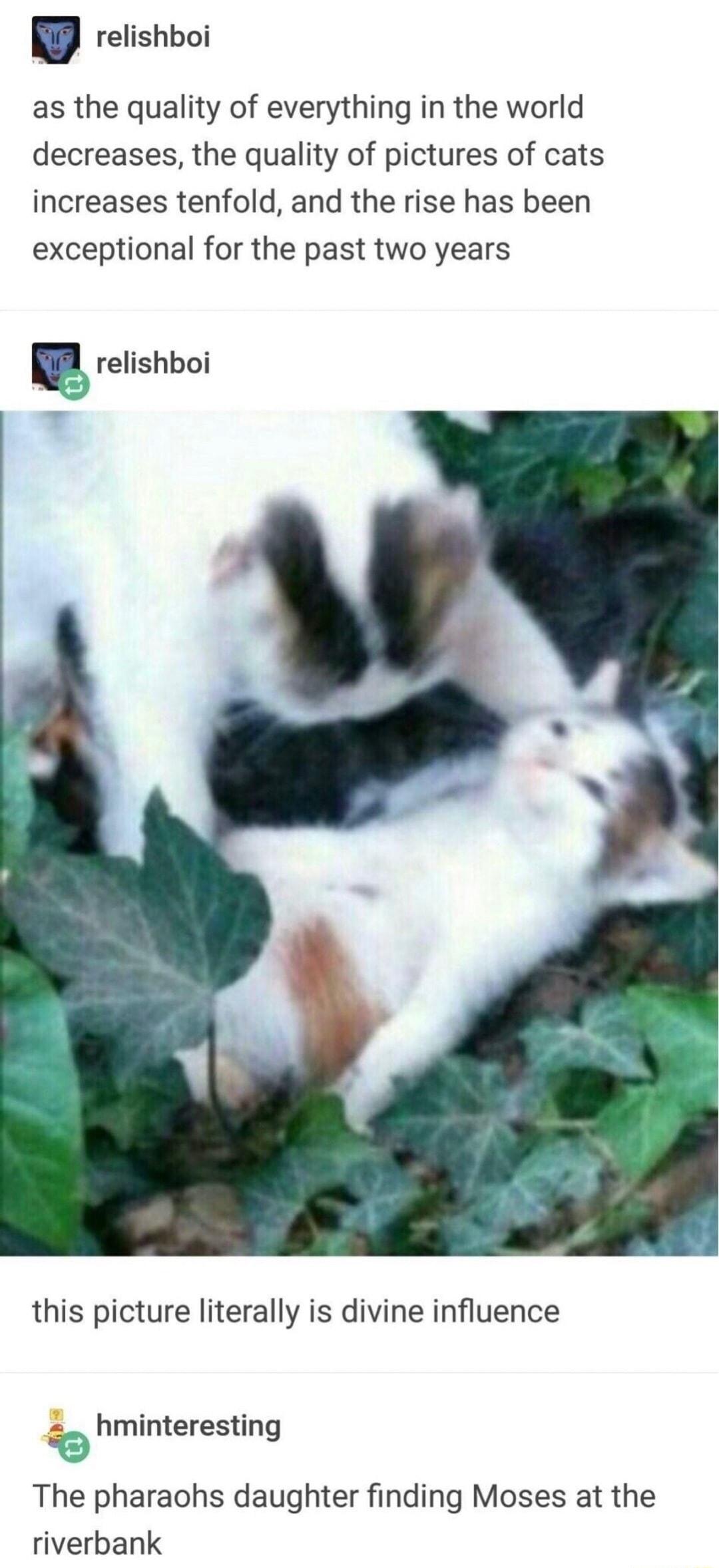 E relishboi as the quality of everything in the world decreases the quality of pictures of cats increases tenfold and the rise has been exceptional for the past two years relishboi this picture literally is divine influence b hminteresting The pharaohs daughter finding Moses at the riverbank