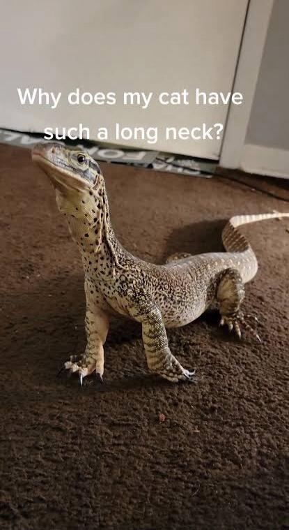 Why does my cat have such a long neck?
