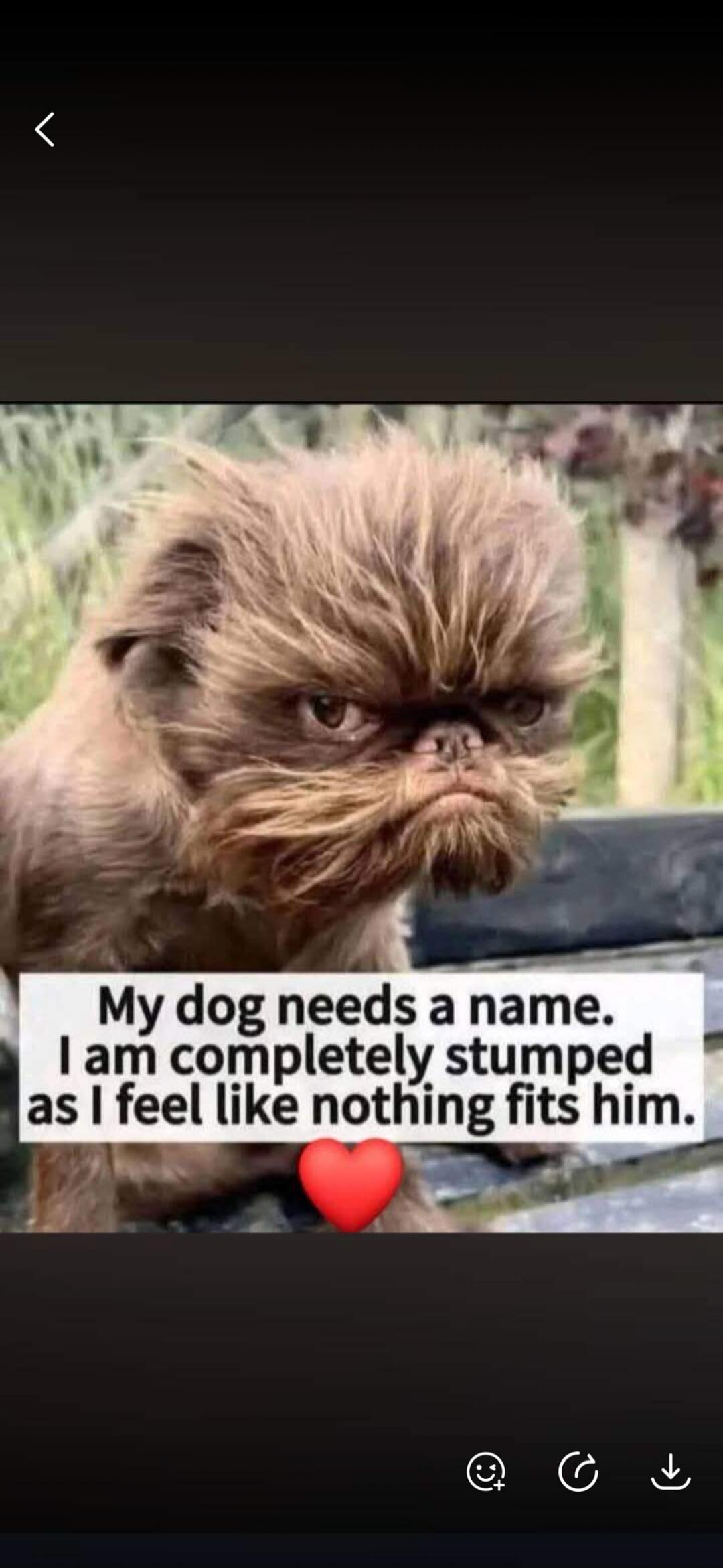 My dog needs a name. I am completely stumped as I feel like nothing fits him.