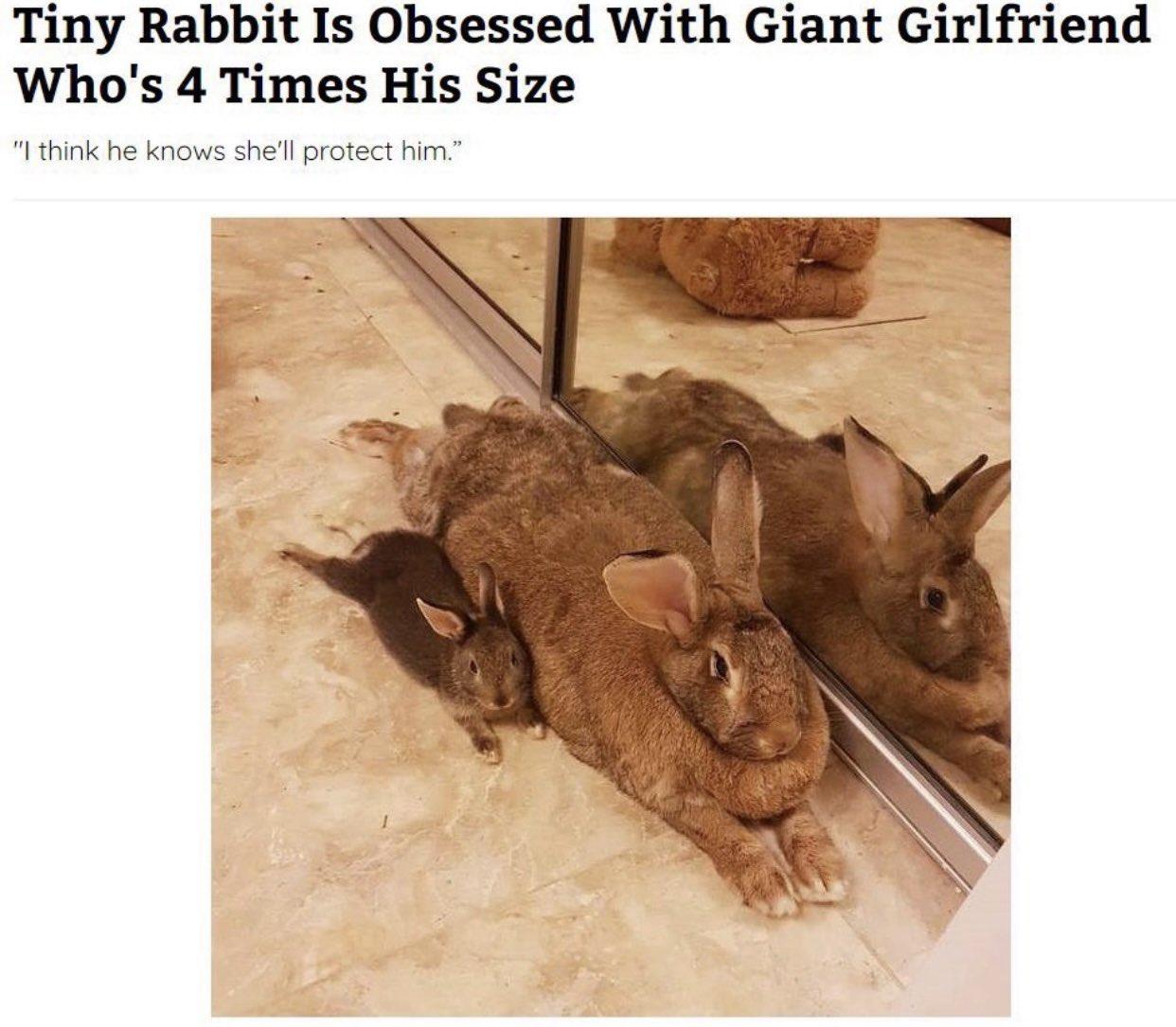 Tiny Rabbit Is Obsessed With Giant Girlfriend Whos 4 Times His Size 1 think he knows shel protect him