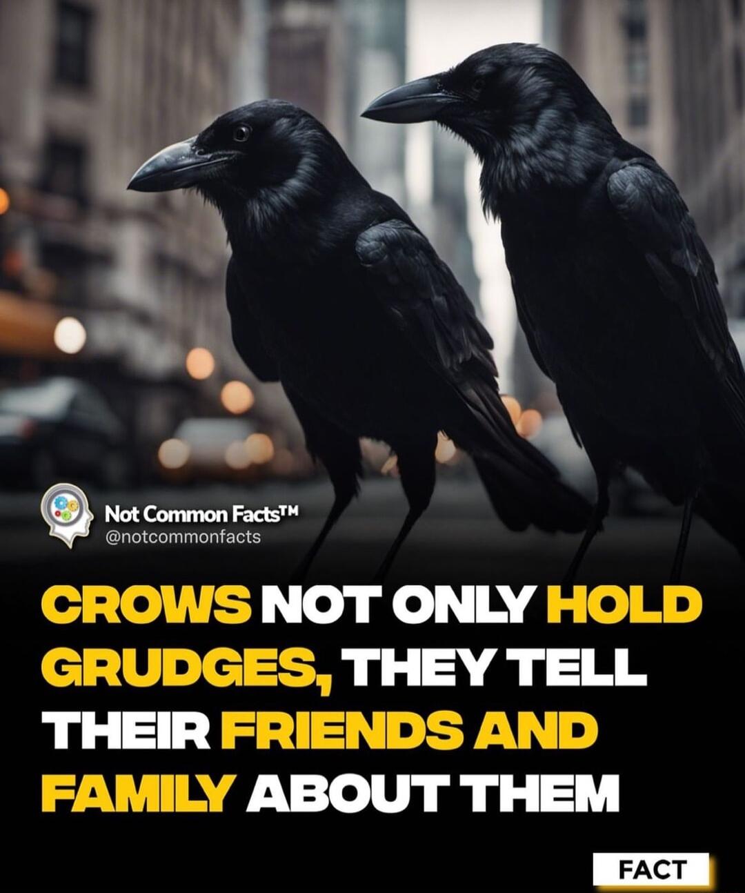 CROWS NOT ONLY HOLD GRUDGES THEY TELL THEIR FRIENDS AND FAMILY ABOUT THEM