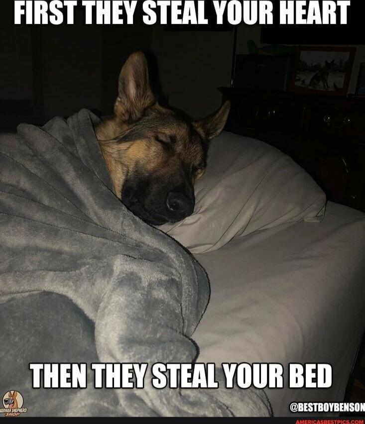 FIRST THEY STEAL YOUR HEART
THEN THEY STEAL YOUR BED