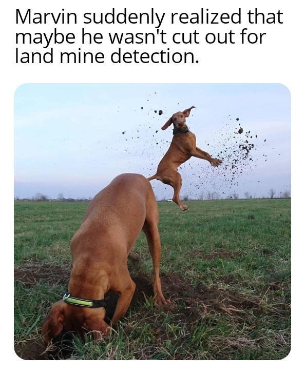 Marvin suddenly realized that maybe he wasnt cut out for land mine detection