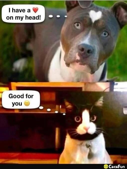 I have a ❤️ on my head! ... Good for you 😏