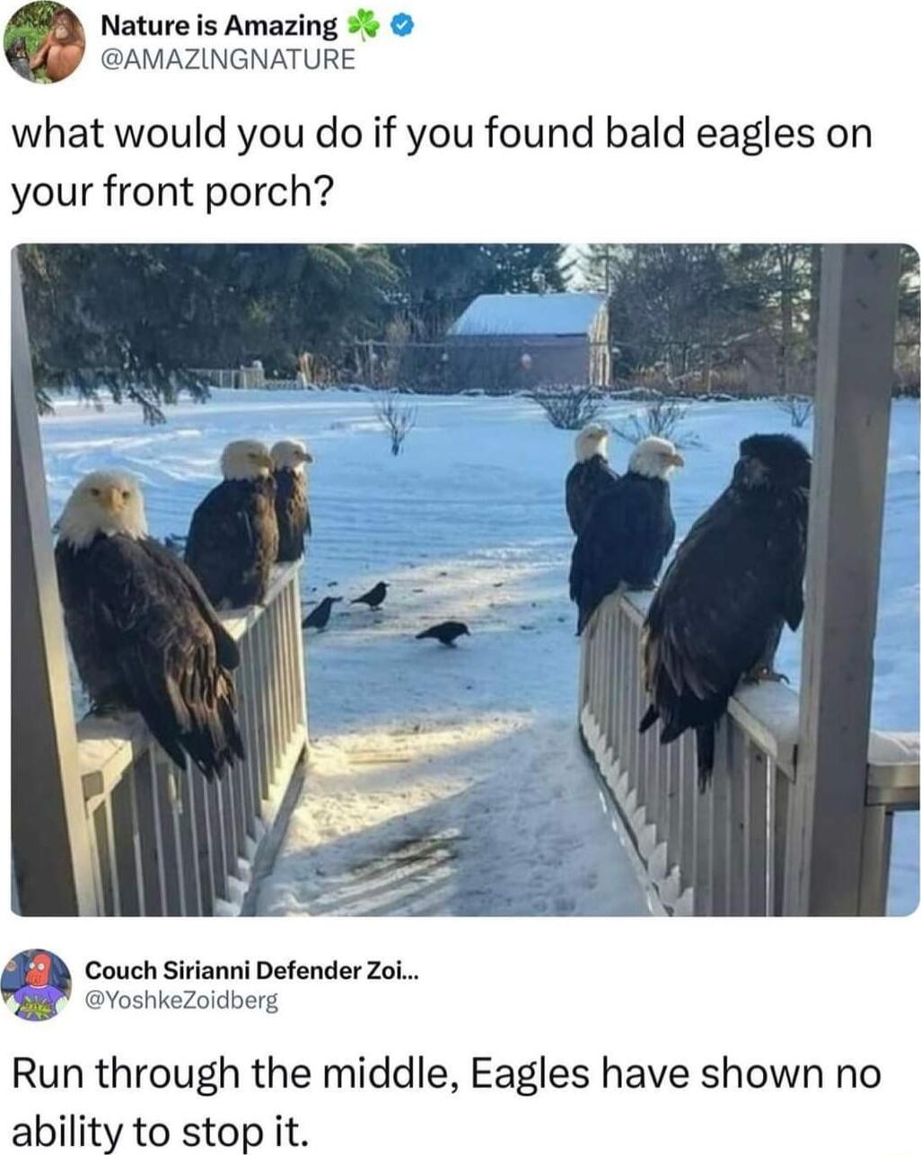 Nature is Amazing AMAZINGNATURE what would you do if you found bald eagles on your front porch B coucsamietenr St Run through the middle Eagles have shown no ability to stop it