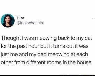 Hira lookwhoshira Thought was meowing back to my cat for the past hour but it turns out it was just me and my dad meowing at each other from different rooms in the house
