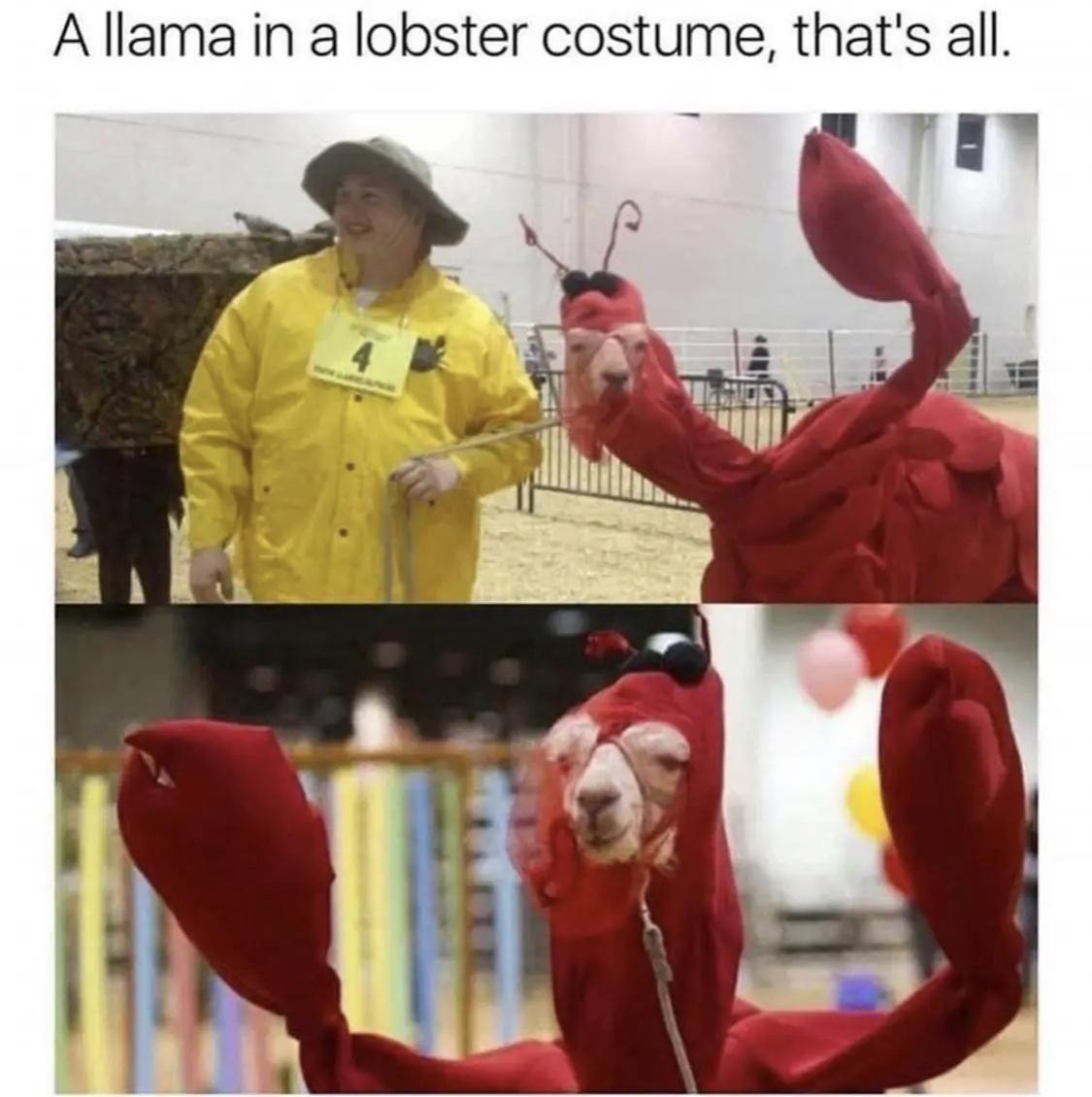 A llama in a lobster costume thats all ey