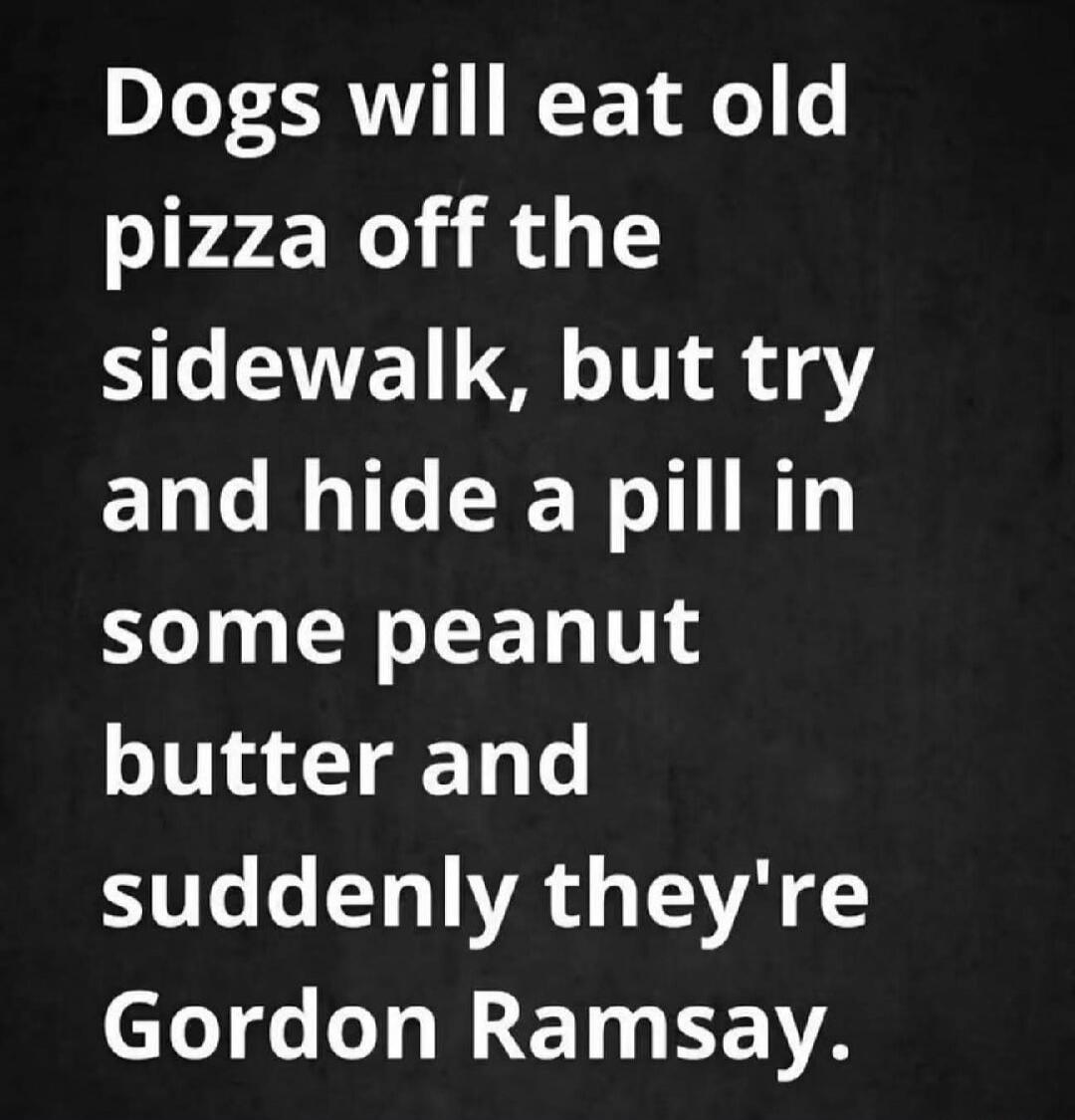 Dogs will eat old pizza off the sidewalk, but try and hide a pill in some peanut butter and suddenly they're Gordon Ramsay.