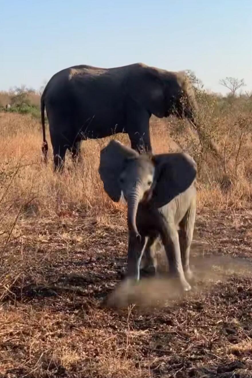 An elephant calf in dust with an adult elephant in the background.