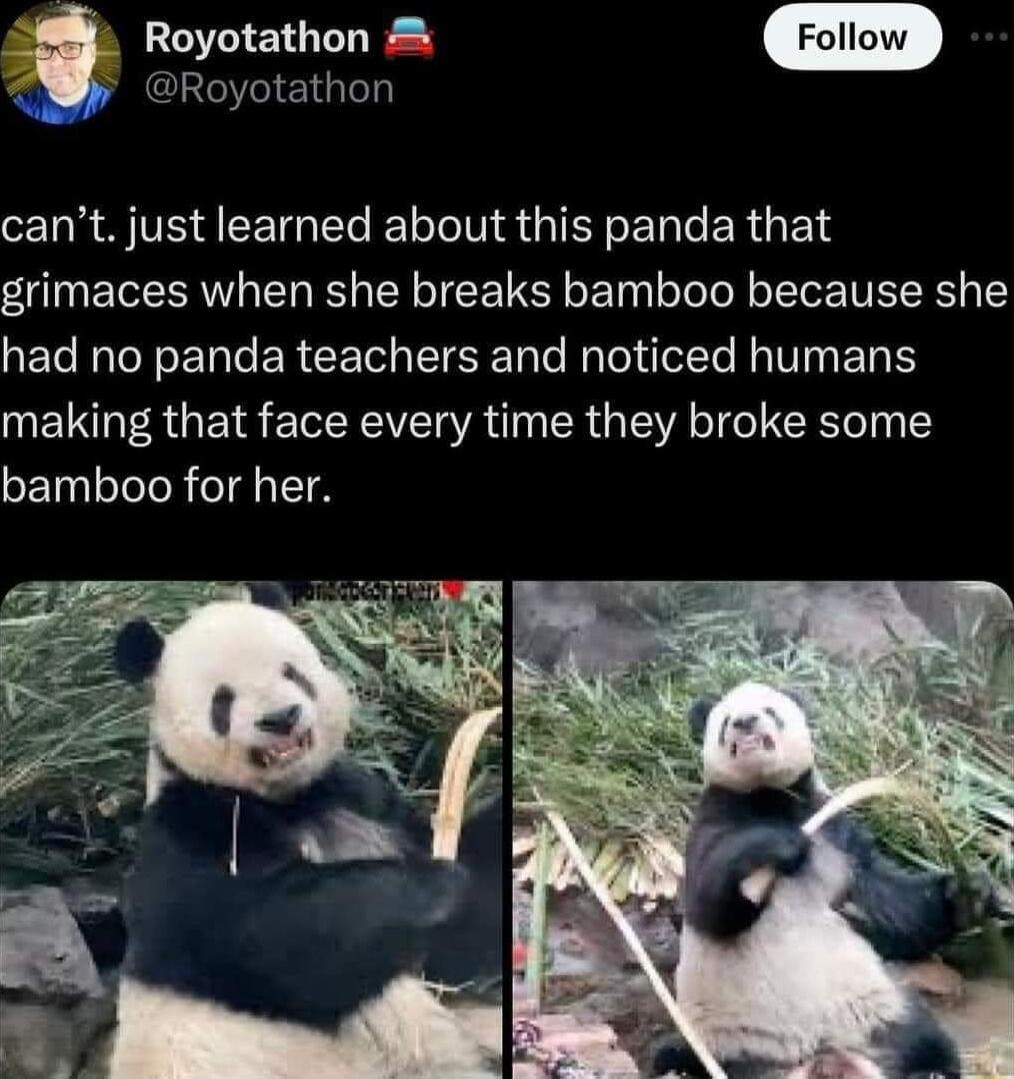 Royotathon P Royotathon cant just learned about this panda that grimaces when she breaks bamboo because she QET TN ET G ER CET IRl Te NpTelilelTe NN ETO making that face every time they broke some GETNTRITR e T