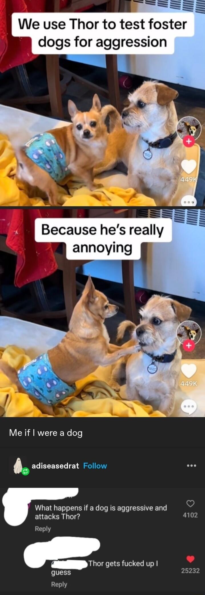 We use Thor to test foster dogs for aggression Because hes really annoying Me if were a dog cciseasearat Follow What happens if a dog is aggressive and attacks Thor 4102 Reply Thcv gets fucked up quess 25232 Reply