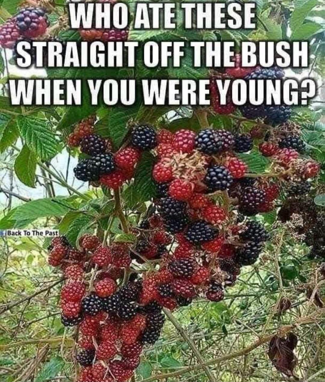 WHO ATE THESE STRAIGHT OFF THE BUSH WHEN YOU WERE YOUNG? Back To The Past