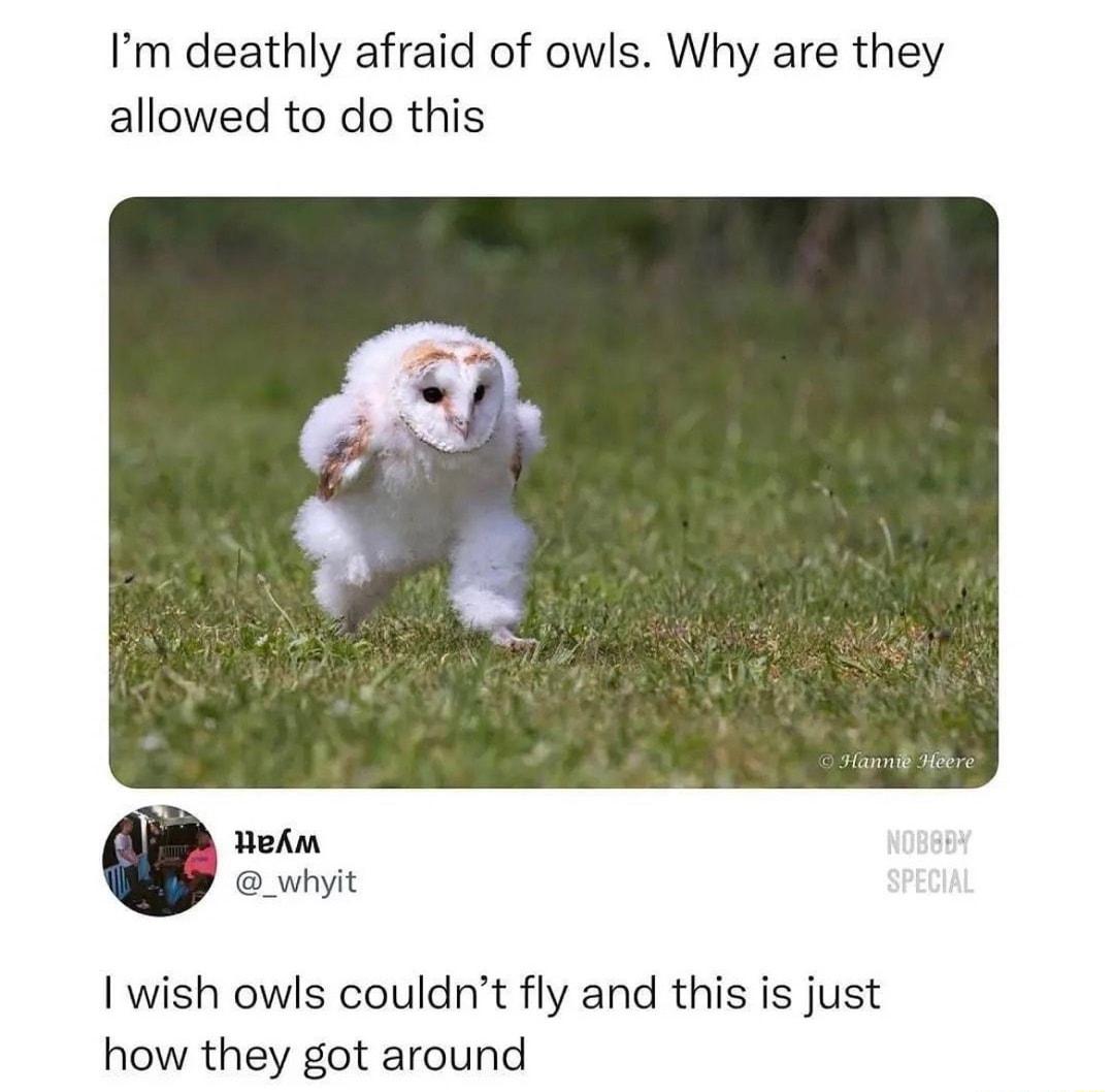 Im deathly afraid of owls Why are they allowed to do this _whyit 1 wish owls couldnt fly and this is just how they got around