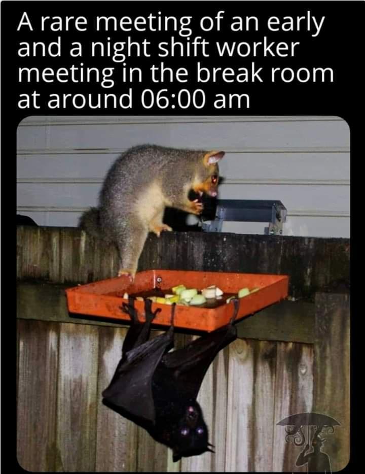 A rare meeting of an early and a night shift worker meeting in the break room at around 0600 am