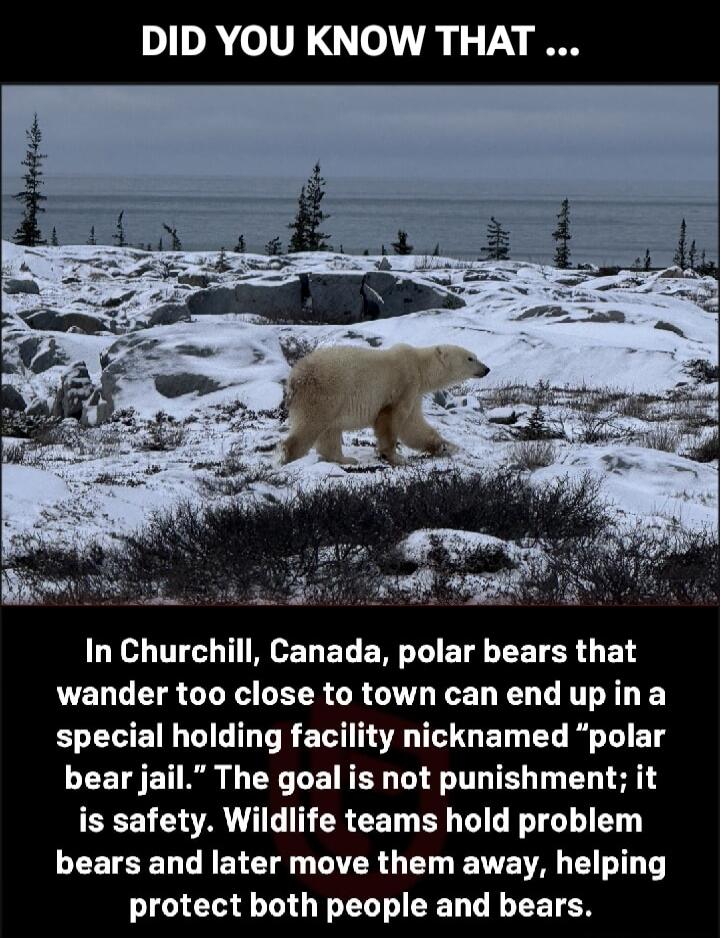 DID YOU KNOW THAT ... In Churchill, Canada, polar bears that wander too close to town can end up in a special holding facility nicknamed “polar bear jail.” The goal is not punishment; it is safety. Wildlife teams hold problem bears and later move them away, helping protect both people and bears.