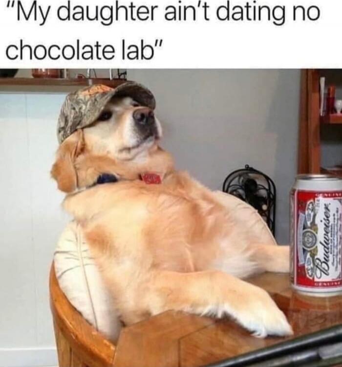 My daughter ain't dating no chocolate lab