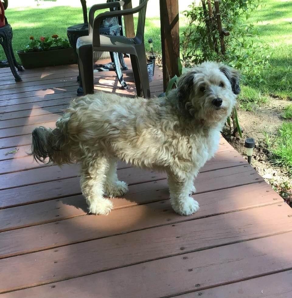 A fluffy dog standing on a wooden porch.