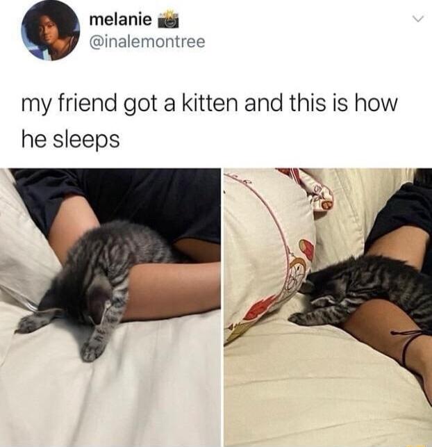 melanie g inalemontree my friend got a kitten and this is how he sleeps