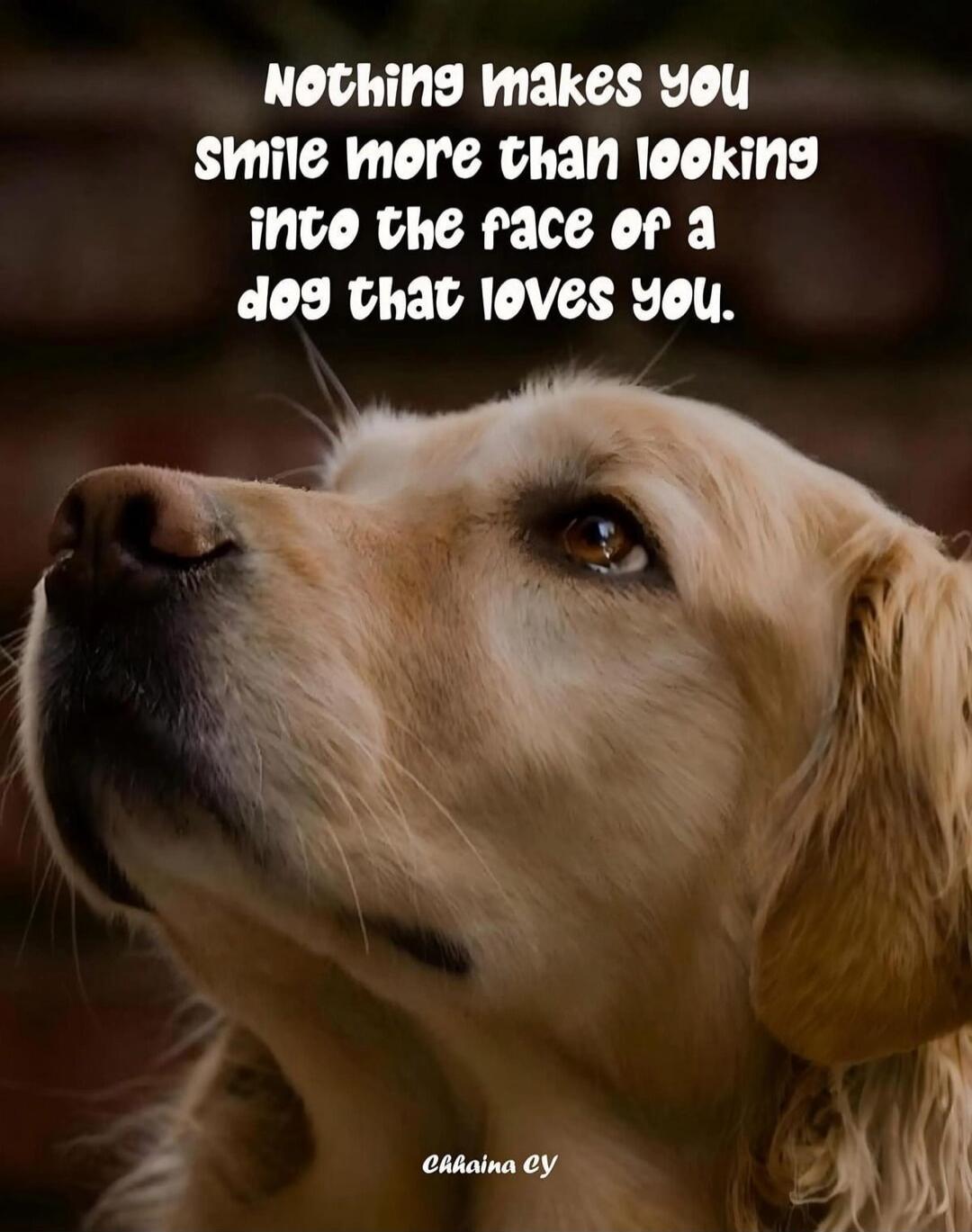 Nothing makes you smile more than looking into the face of a dog that loves you. Chhaina CY