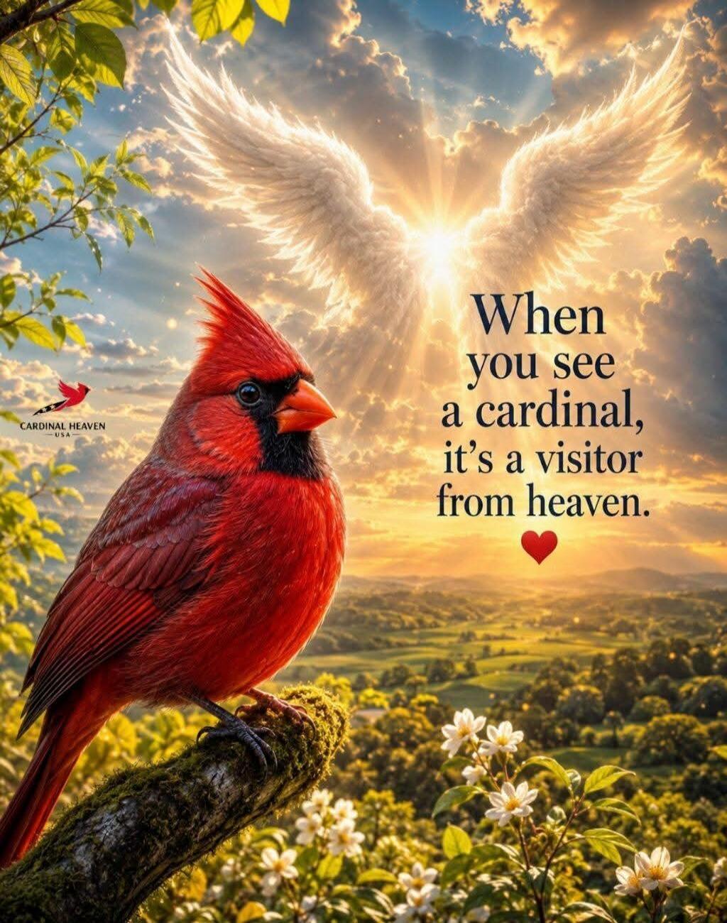 When you see a cardinal, it's a visitor from heaven. CARDINAL HEAVEN USA