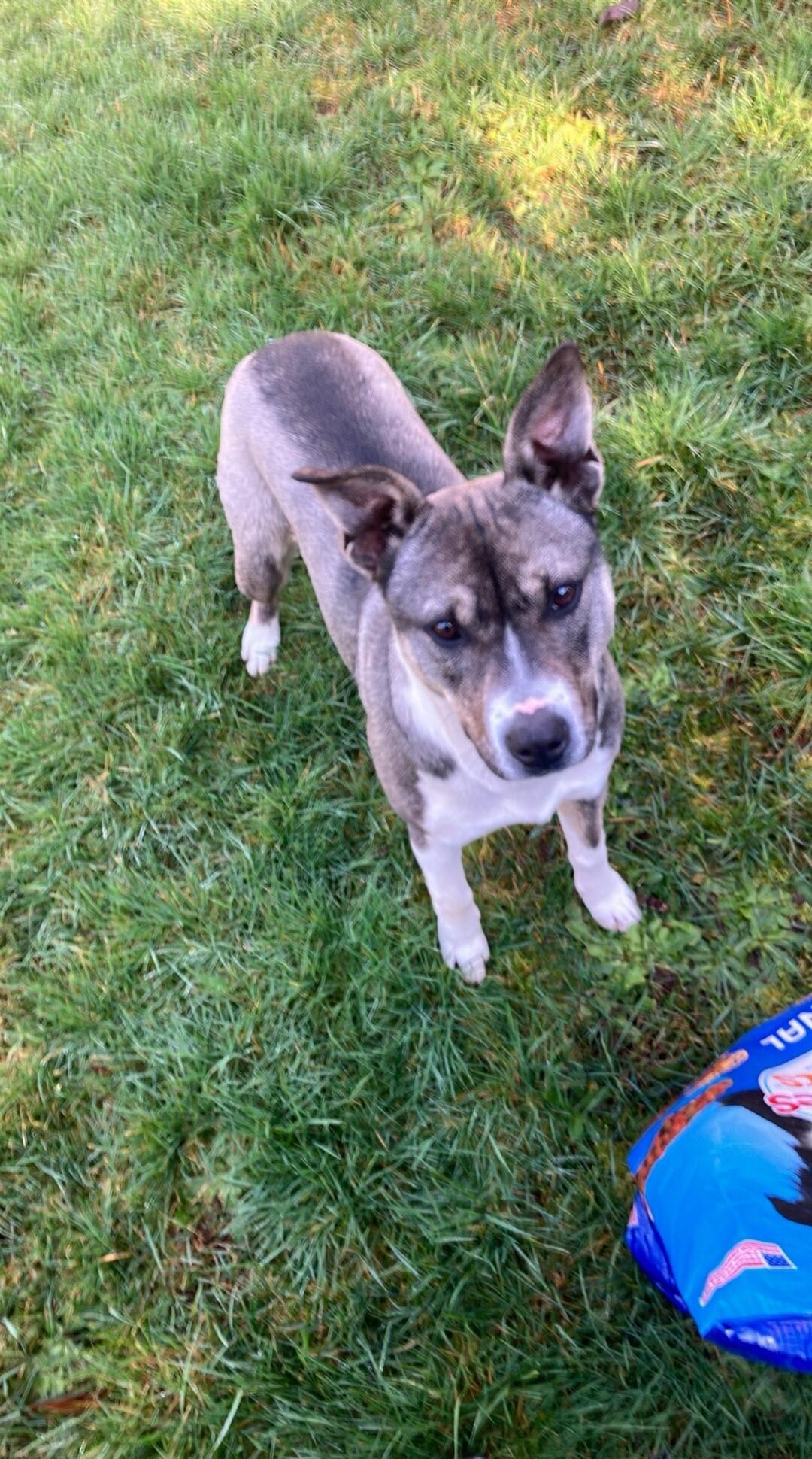 A dog is standing on the grass, looking at the camera. There is a bag of dog food in the lower right corner.