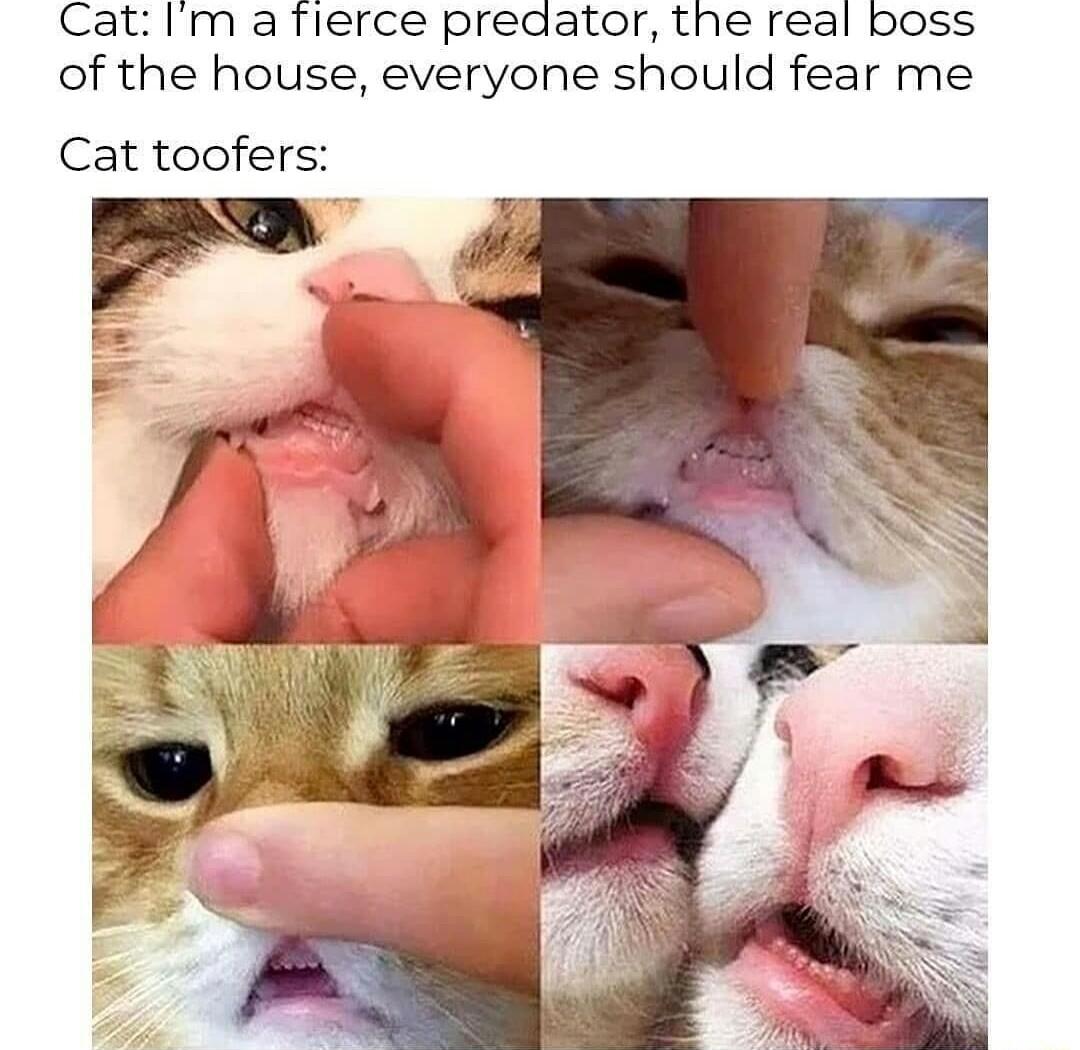 Cat Im a fierce preaator the real boss of the house everyone should fear me Cat toofers
