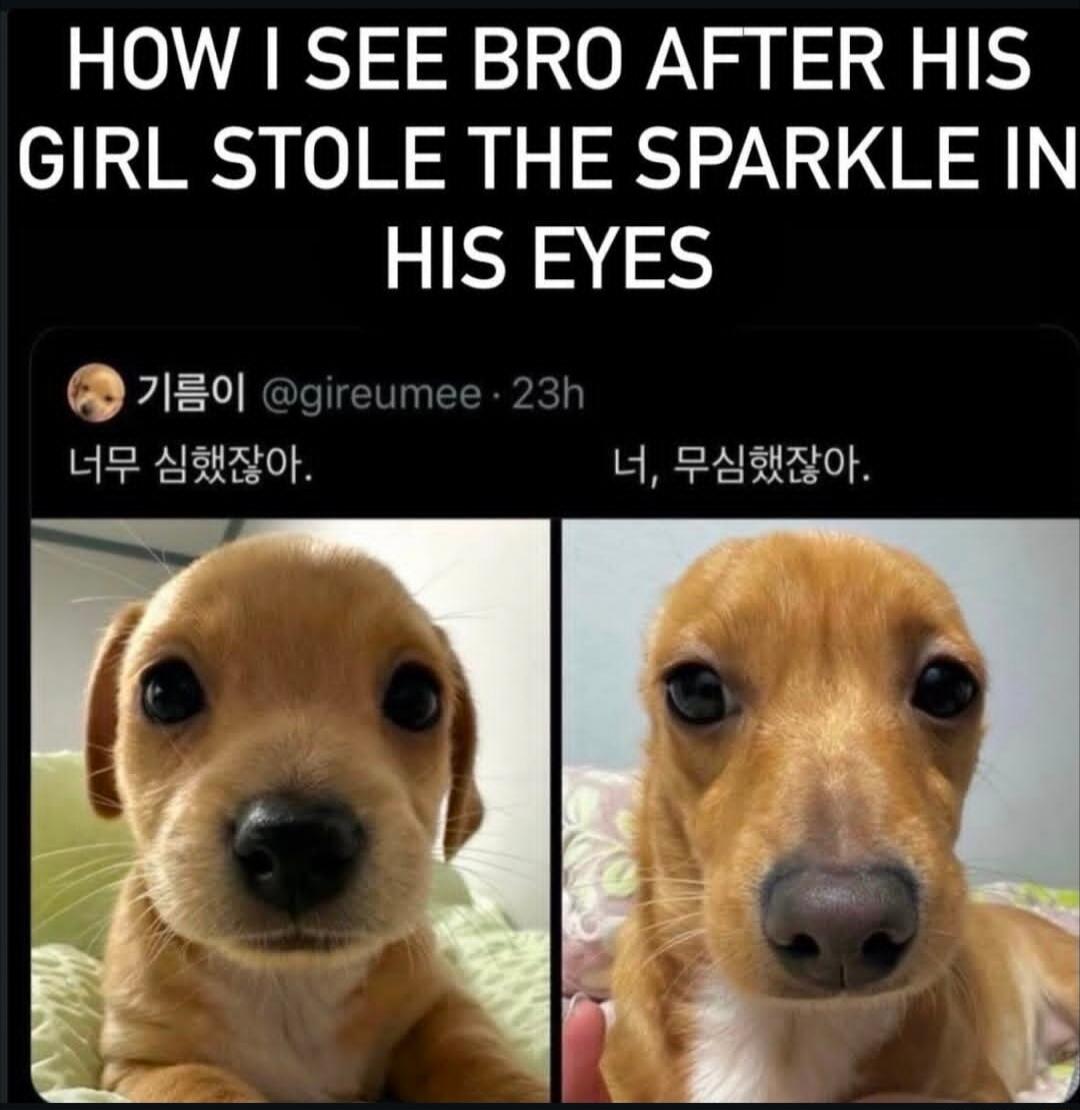 HOW I SEE BRO AFTER HIS GIRL STOLE THE SPARKLE IN HIS EYES. Below this, a tweet screenshot with Korean text: '너무 심했잖아.' (It was too much.) and '너, 무심했잖아.' (You were indifferent.). The image shows two pictures of a dog, one with bright eyes and one with dull eyes.