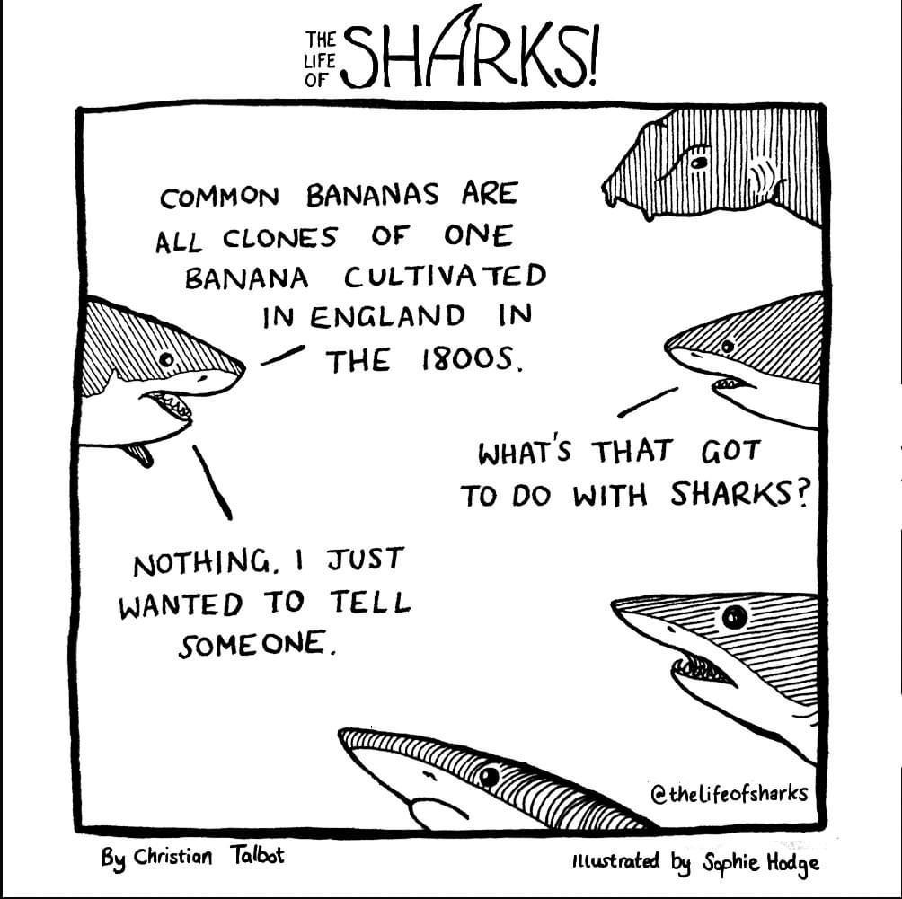 COMMON BANANAS ARE ALL CLONES OF ONE BANANA CULTIVATED IN ENGLAND IN y THE 18008 WHATS THAT GOT TO DO WITH SHARKS NOTHING JUST WANTED TO TELL Bs Christian Talbot Nustrated by Sophie Hodaz
