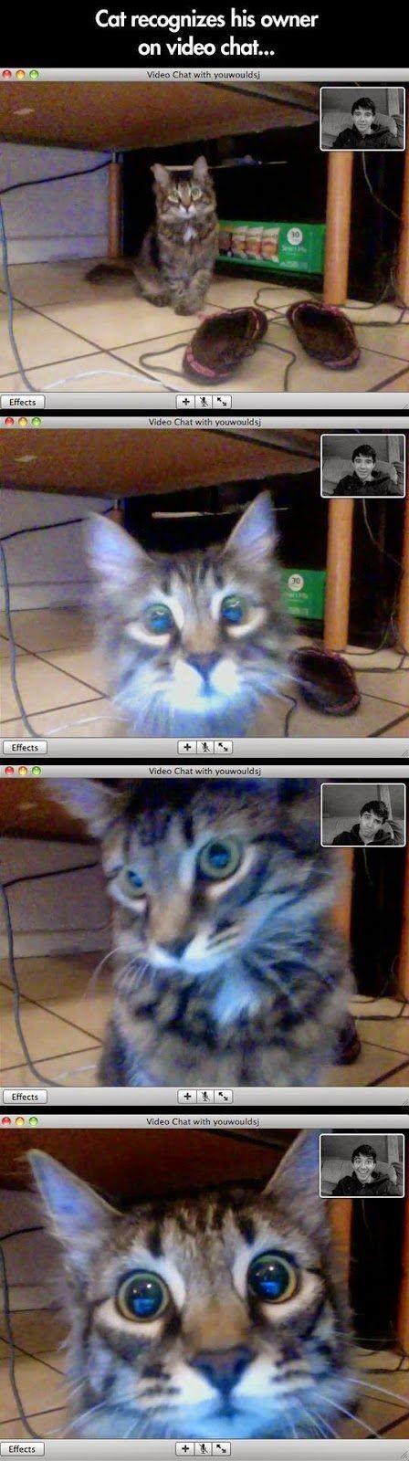 Cat recognizes his owner on video chat